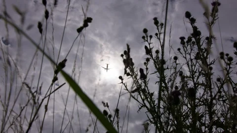 Low angle view of airplane takeoff through foliage Stock Footage 290812334