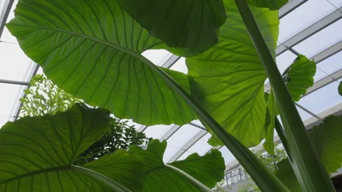 Low angle view of Alocasia leaves against a bright ceiling Vidéo 346686782