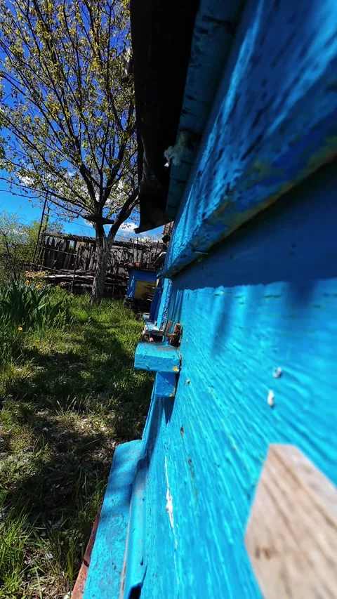Low Angle View Along Blue Wooden Beehives in Spring Apiary 스톡 동영상 335076165