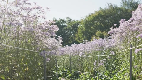 Low Angle View Along a Purple Aster Path 動画素材 347142127