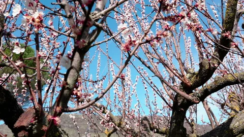 Low angle view of amazing blooming tree with white and pink flower buds Stock-Footage 155805718