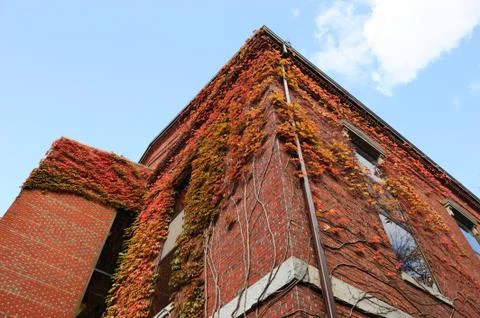 Low angle view of ancient brick building with red ivy exterior in autumn season Stock Photos