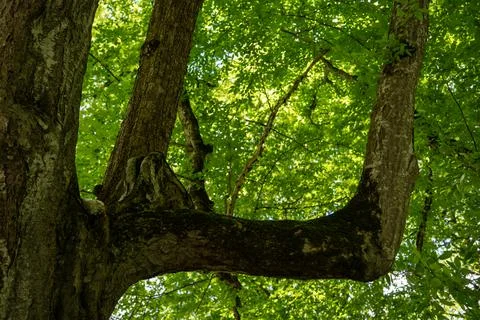 Low Angle View of Ancient Forest Tree and Curving Branches. 库存照片
