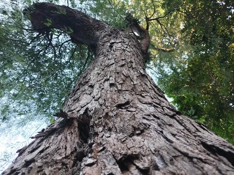 Low angle view of ancient tropical tree trunk  Stock Photos