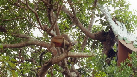Low Angle View of Angry Monkey Shaking Branch and Leaping Away among Dense Green Stock Footage 323656017