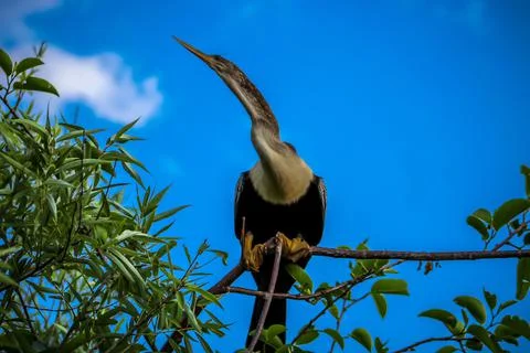 Low angle view of an anhinga in the tree Stock Photos