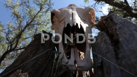 Low Angle View of Animal Skull Head Stock Photos