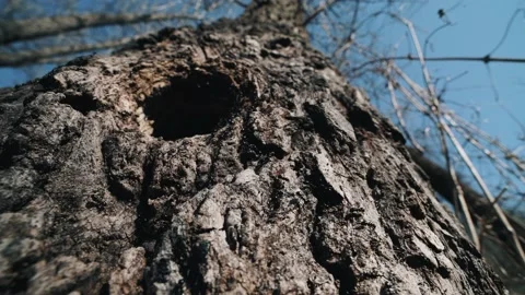 Low-angle view of ant colony going in and out of tree hollow Stock Footage 153033506
