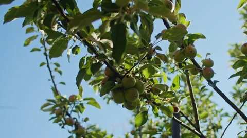 Low-angle view of apple tree branches with green and ripening apples against a 스톡 동영상 291323545