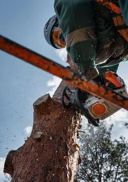 Low angle view of arborist cuts the trunk of an emergency tree with a chainsa Stock Photos