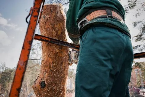 Low angle view of arborist cuts the trunk of an emergency tree with a chainsa Stock Photos