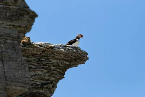 Low angle view of Atlantic puffin standing on nesting cliff ledge Stock Photos