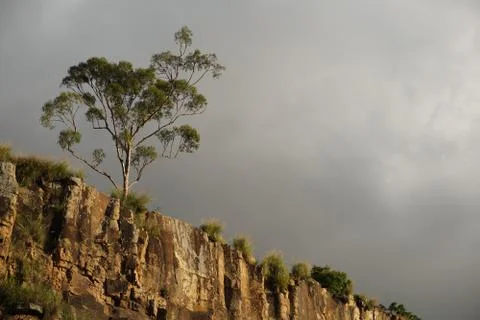 Low Angle View Of aTree Against Dramatic and Stormy Clouds 库存照片