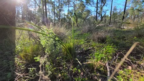 Low Angle View of Australian Outback Bushland and Eucalyptus Trees Vidéo 345219513