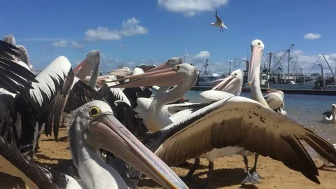 Low angle view of Australian pelicans fighting for fish during feeding Stock Footage 128670460