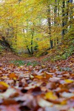 Low Angle View of an Autumn Forest Path Lined with Golden Leaves Stock Photos