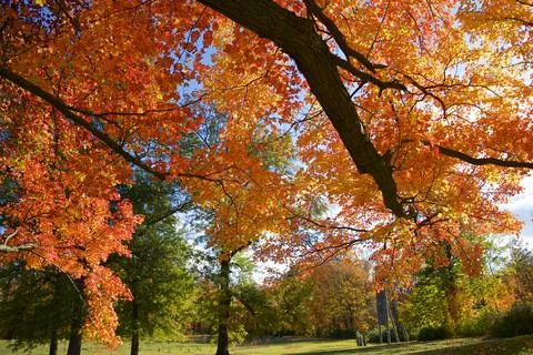 Low angle view of the autumn leaf colour of maple tree in Canada. Stock Photos