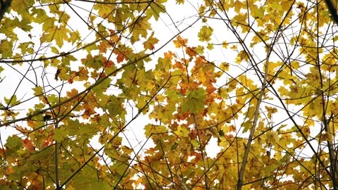 Low angle view of autumn maple trees Stock Footage 259652749