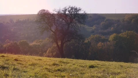 Low angle view of autumn tree without leaves on meadow. POV trucking shot Stock Footage 119399837