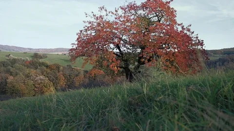 Low angle view of autumn tree on meadow viewed through green grass. Slow motion Stock Footage 119544014