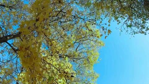 Low angle view of autumn tree branches with yellow leaves against a bright clear Stock Footage 347154484