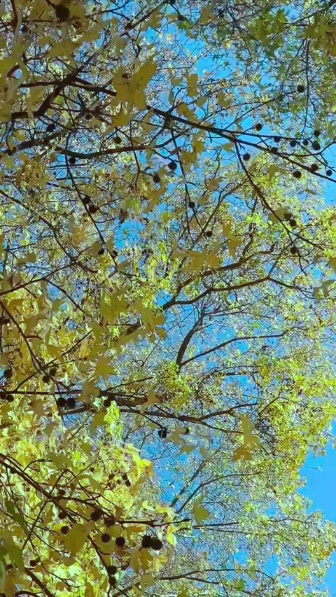Low angle view of autumn tree branches with yellow leaves against a bright clear Video stock 347154919