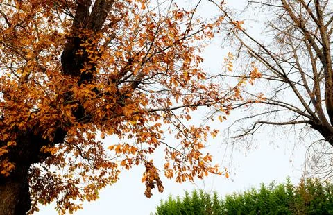 Low angle view of autumn tree with branch and yellow and orange leaves. Beaut 스톡 사진