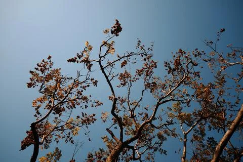 Low Angle View of Autumn Tree Canopy Against Clear Blue Sky in Golden Sunligh Stock-Fotos