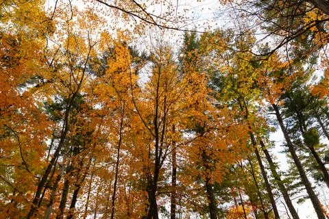 Low angle view of autumn tree canopy with yellow leaves in forest. Stockfoto's