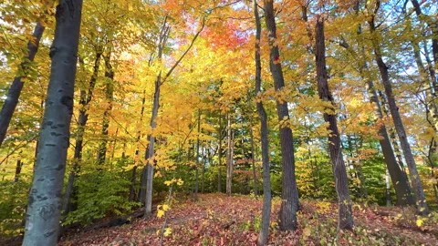 Low Angle View of Autumn Trees Stock Footage 289152825