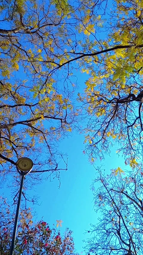 Low Angle View of Autumn Trees and Street Lantern Against Blue Sky 스톡 동영상 323241865