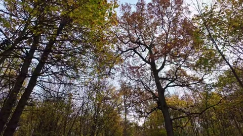 Low Angle View Of Autumn Trees In Bois De Vincennes, Paris, France Stock Footage 326453035