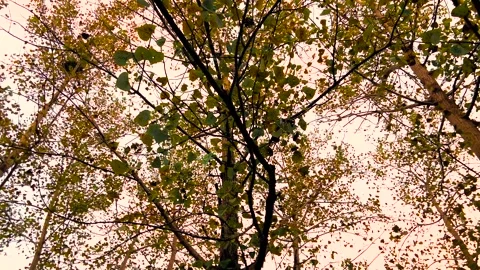 Low angle view of autumn trees with yellowing leaves against a bright sky Stock-Footage 347054434