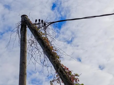 Low Angle View of Autumn Vines and Bare Branches Around Utility Pole Stock Photos