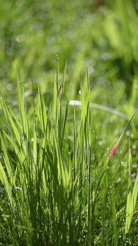Low angle view of backlit green grass with dew drops in a meadow on a sunny day Stock Footage 310655845