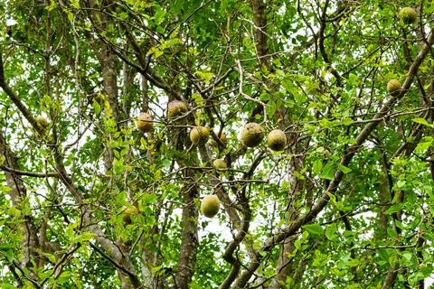 Low angle view of Bael fruit, Bengal quince, Bilak, Bael (Aegle mamelos). Stock Photos