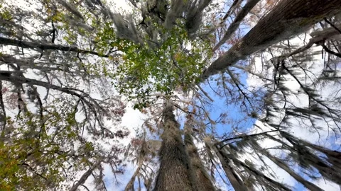 Low angle view of bald cypress trees reaching the sky with spanish moss Stock Footage 326023630