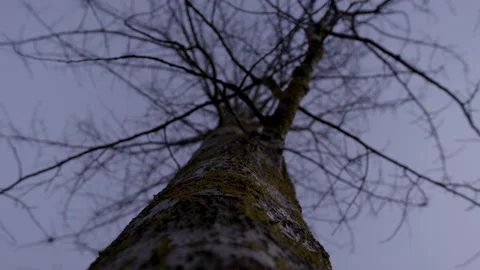 Low angle view of bald tree Stock Footage 229253356