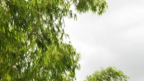Low angle view bamboo . Stock Footage 202302695