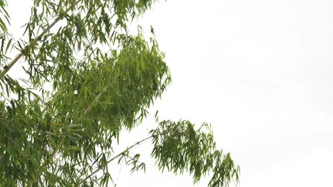 Low angle view bamboo . Stock Footage 202302724