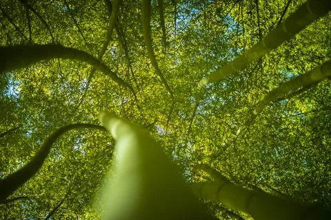 Low angle view in a bamboo forest Stock Photos