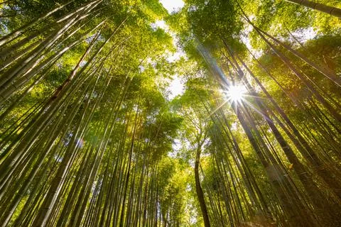 Low angle view of bamboo grove in forest against the sun Stock Photos