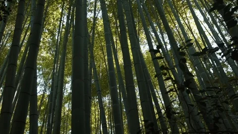 Low angle view of bamboo trees Stock Footage 94503358