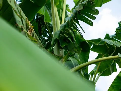 Low angle view of banana tree stems and lush green leaves against bright sk.. 스톡 사진