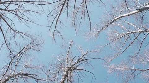 Low angle view of bare birch tree branches against a clear blue sky Stock Footage 341948950