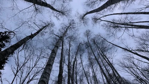 Low angle view of bare birch tree trunks reaching towards a cloudy grey sky in a Video stock 347153126