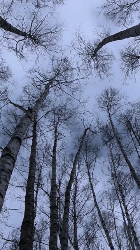 Low angle view of bare birch tree trunks reaching towards a cloudy grey sky in a Stock-Footage 347154717
