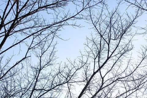 Low-angle view of bare branches and twigs of trees. Stock Photos