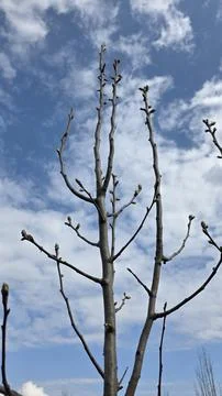 Low angle view of bare fruit tree branches with small emerging buds against b Stock Photos
