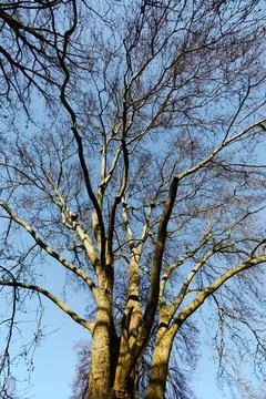 Low angle view of a bare plane tree crown against a clear blue sky Stock Photos